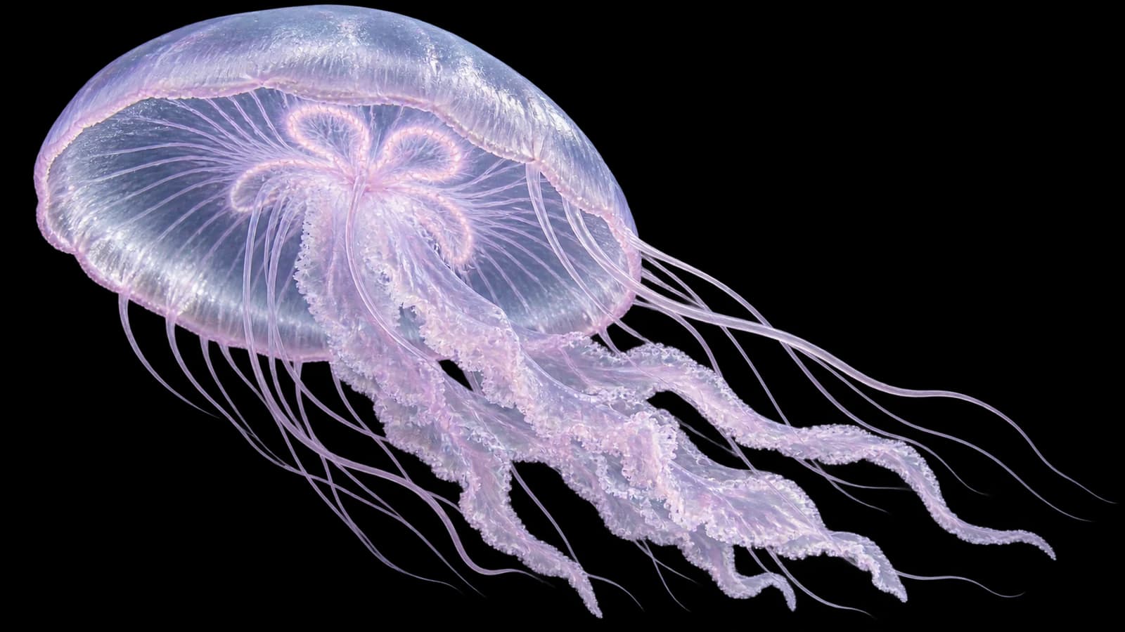 Translucent lavender moon jellyfish with fine tentacles on a transparent background